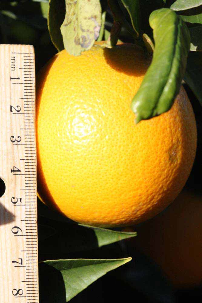            Fruit (Riverside, CA)   